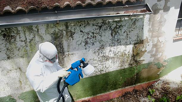 Trusted Black Mold Removal service in Crocheron, MD - Cheap Mold Removal
